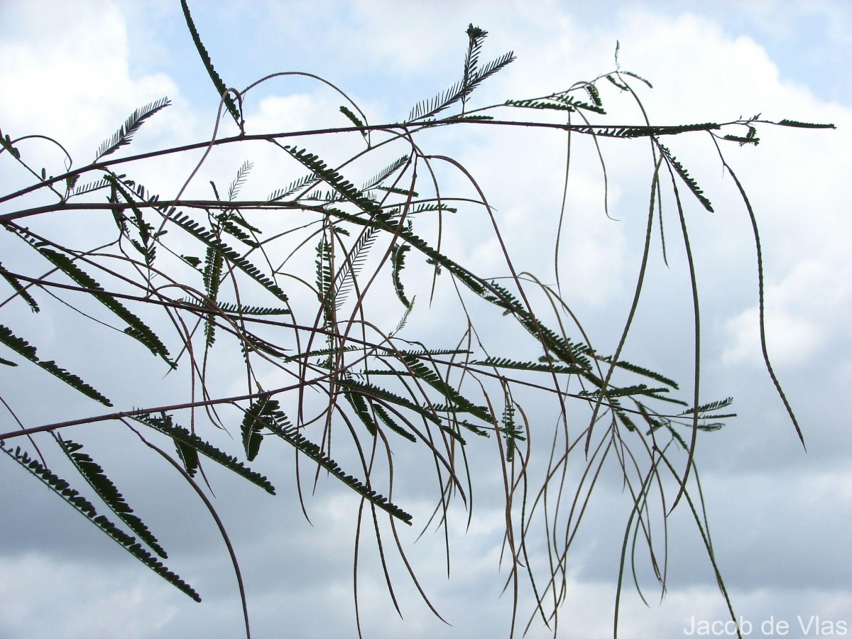 Sesbania bispinosa (Jacq.) W.Wight (Schreb.) Pers.